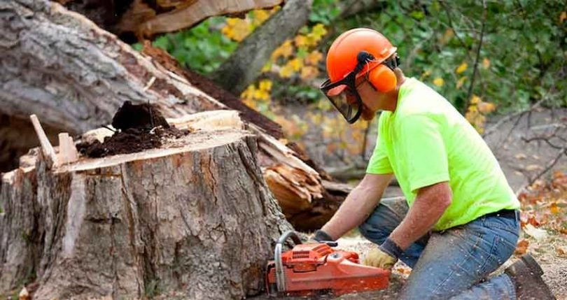 Tree Services in Saint Peters, MO