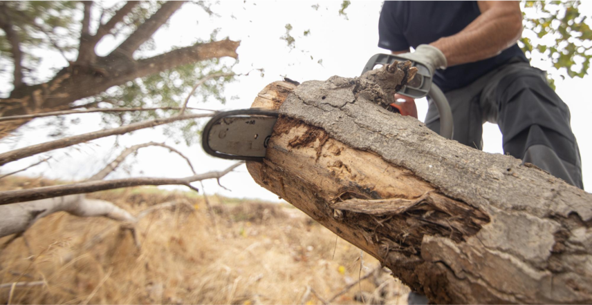 Commercial tree care services by Mathias Precision for business properties.