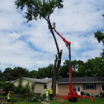 Arborist evaluating a large tree to estimate removal cost in St. Charles, Missouri