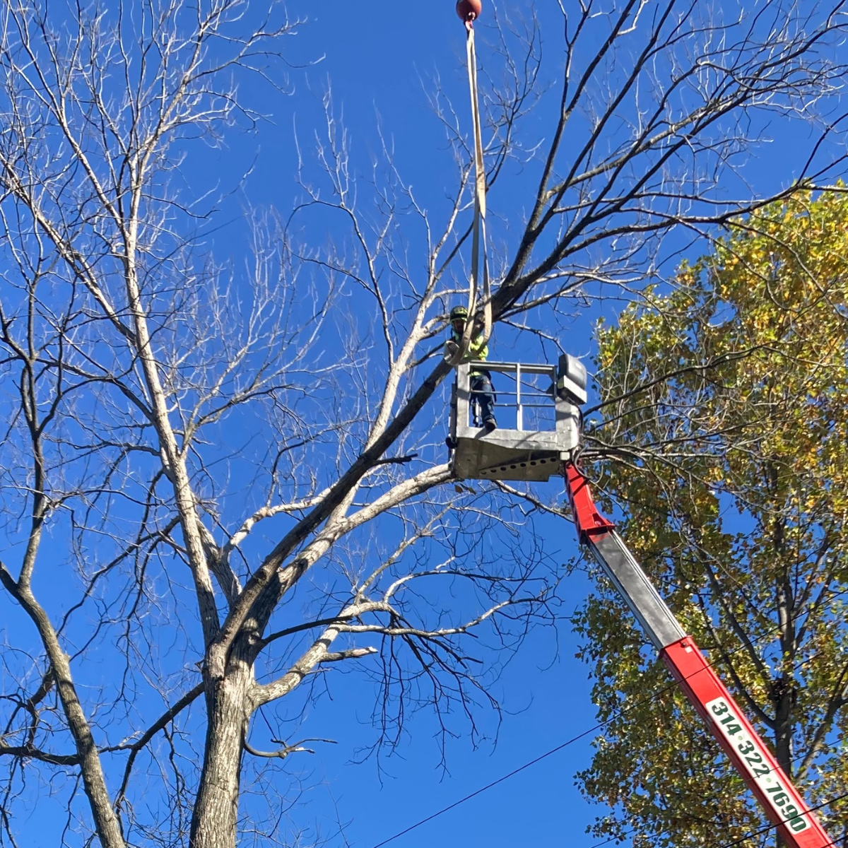 Emergency tree removal and storm damage service in St. Charles, MO