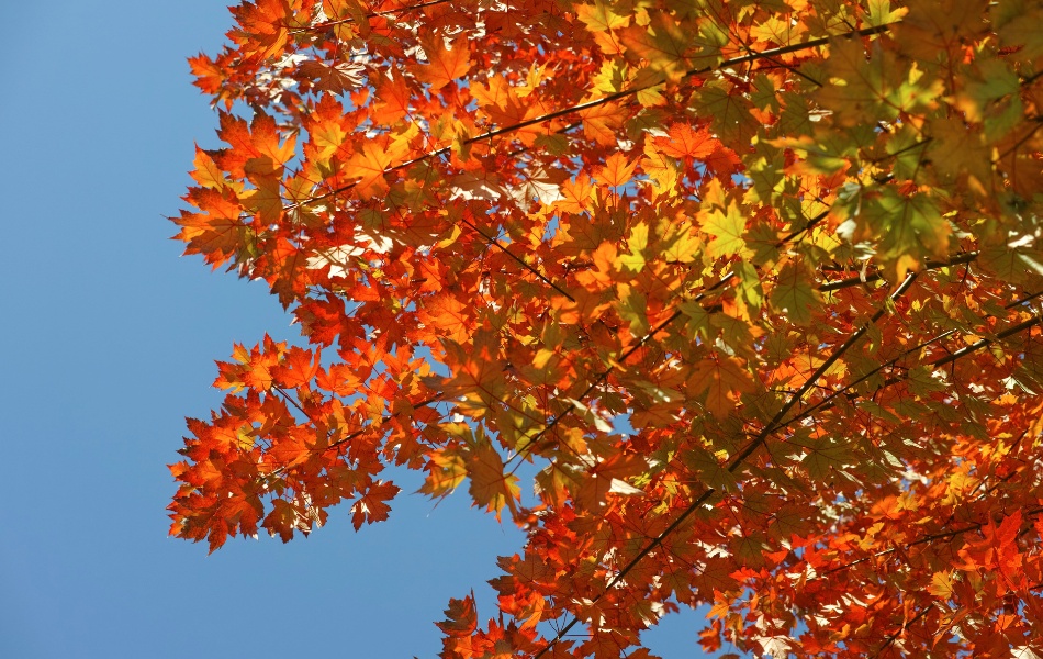 Vibrant orange and red maple tree canopy during peak fall season in Missouri showing healthy growth from proper fertilization.
