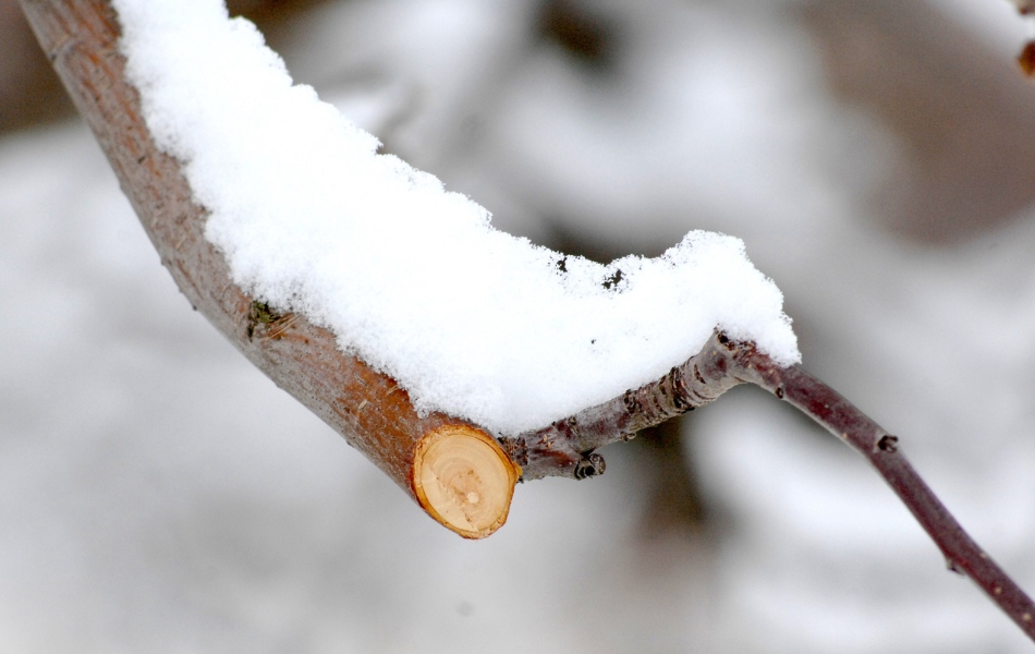Close-up of a clean winter pruning cut covered in snow, illustrating the safe, disease-free conditions for pruning trees during Missouri’s dormant season.