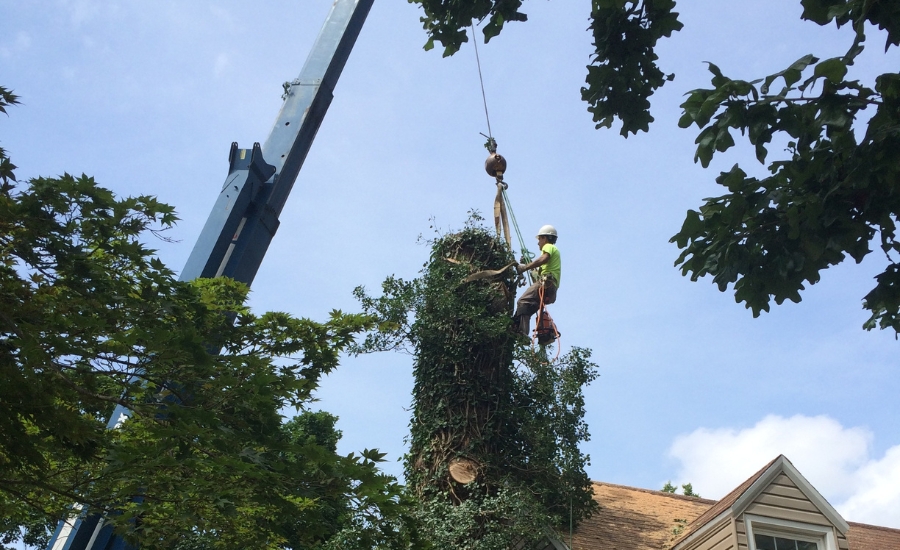 Mathias Precision removing a hazardous tree growing inches from a St. Charles home.