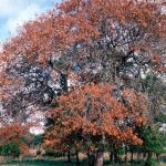 Large tree limb failure on a St. Louis tree that appears healthy