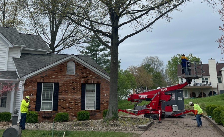 Tree care crew using a spider lift to inspect and assess tree safety.
