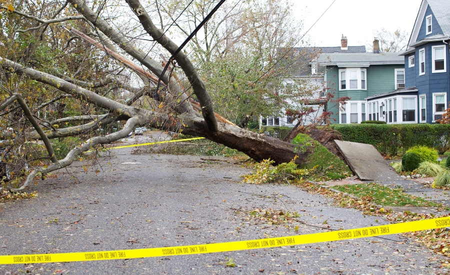 Large fallen tree blocking residential street with yellow caution tape near colorful houses showing storm damage in neighborhood requiring emergency tree removal that might've been prevented by a fall tree risk assessment.