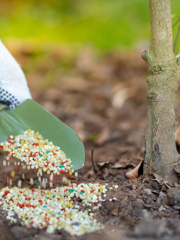 Slow release root fertilizers applied on a tree in St. Peters, MO.