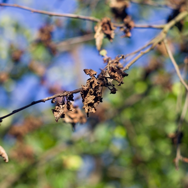 A dead branch and leaves with healthy leaves from behind on a fine summer day in St. Louis, MO.