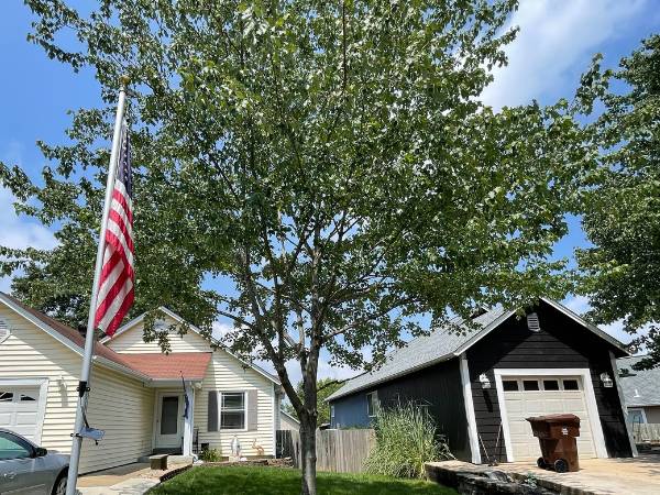Tree Services in Lake St. Louis, MO | Tree Removal, Tree Pruning, Stump Grinding | Mathias Precision Tree Service