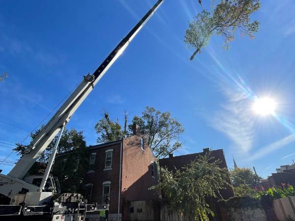 Tree Care Services in St. Charles 