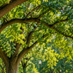 People walking beneath mature trees in Forest Park in St. Louis