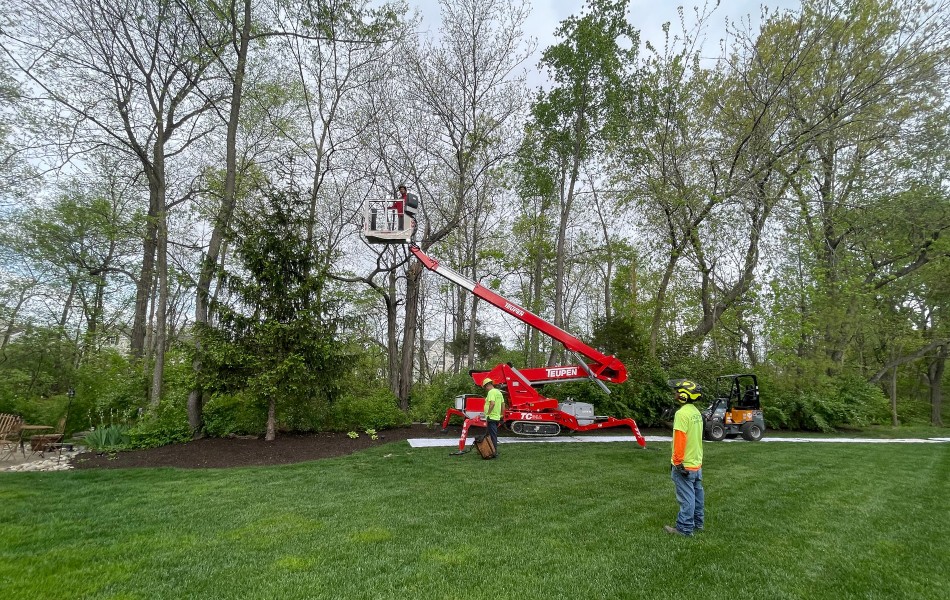 The Mathias Precision Tree team using a spider lift to prune a tree in O’Fallon, Missouri.