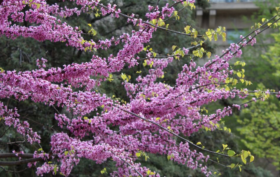 A blooming Eastern redbud tree, near St Louis, MO.