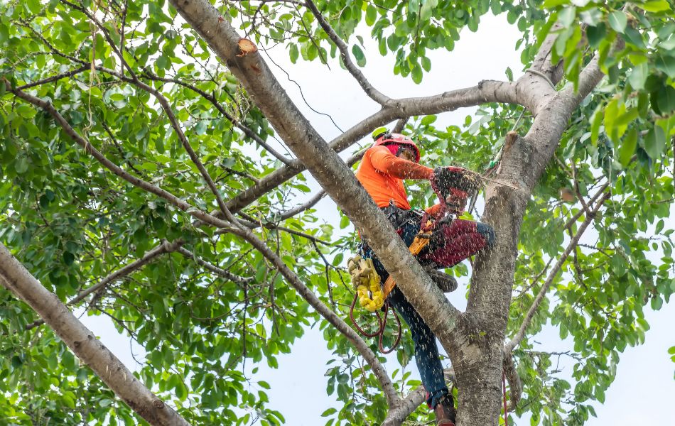 An arborist pruning a large tree at a home in St Charles County, MO.