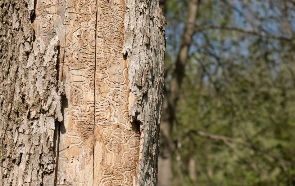 Damage caused to the inner bark of a tree by EAB in Missouri.