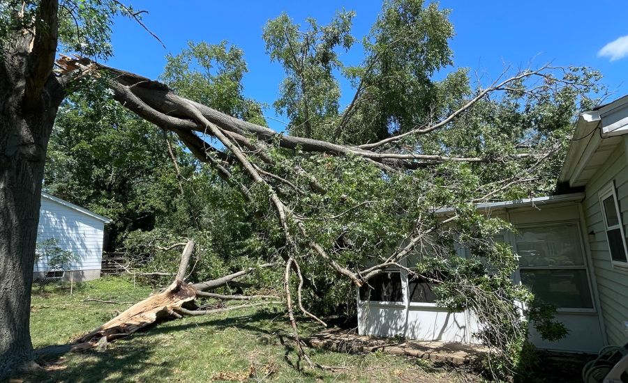 A tree that sustained storm damage in Hazelwood, MO.