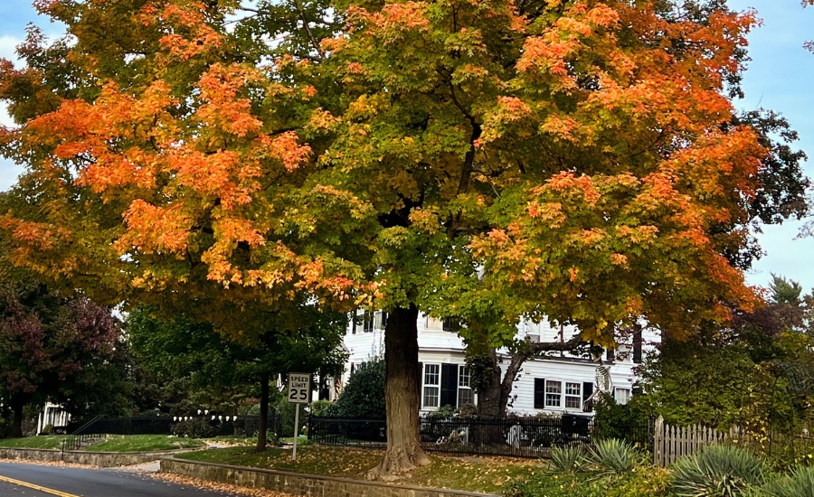 Large healthy pin oak tree with spectacular fall foliage in residential neighborhood demonstrating benefits of fall fertilization in Missouri