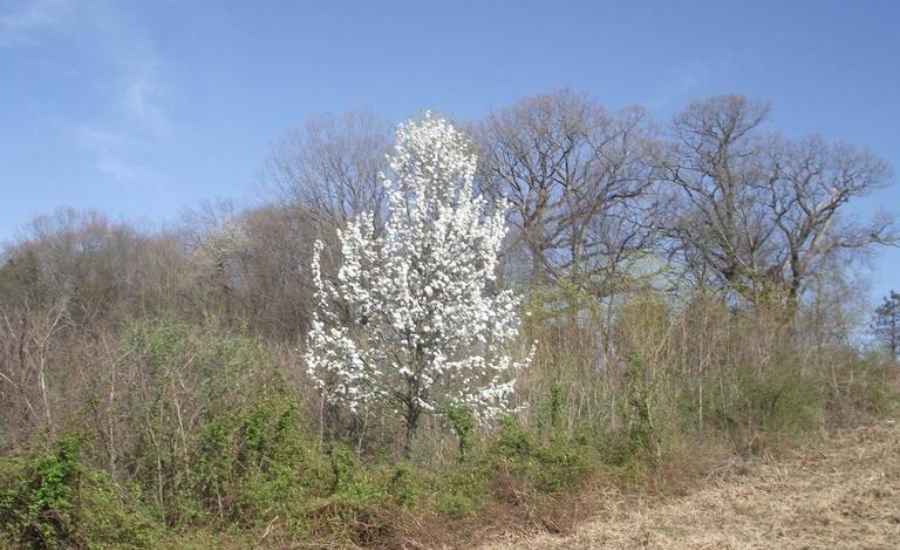 A flowering bradford pear growing amidst native vegetation in St Charles County, MO.