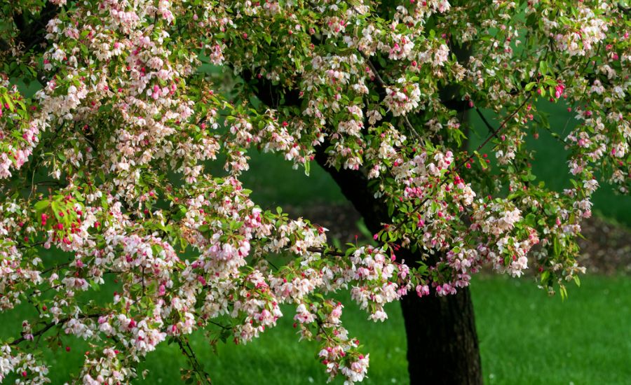 The flowers of a flowering crabapple, at a home near St Charles, Missouri.