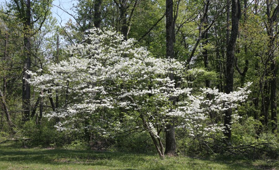 A blooming dogwood tree in front of a wooded area, in Eastern Missouri.