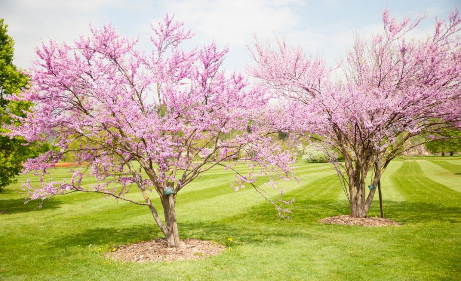 Two blooming redbud trees planting in a large yard near St Louis, MO.