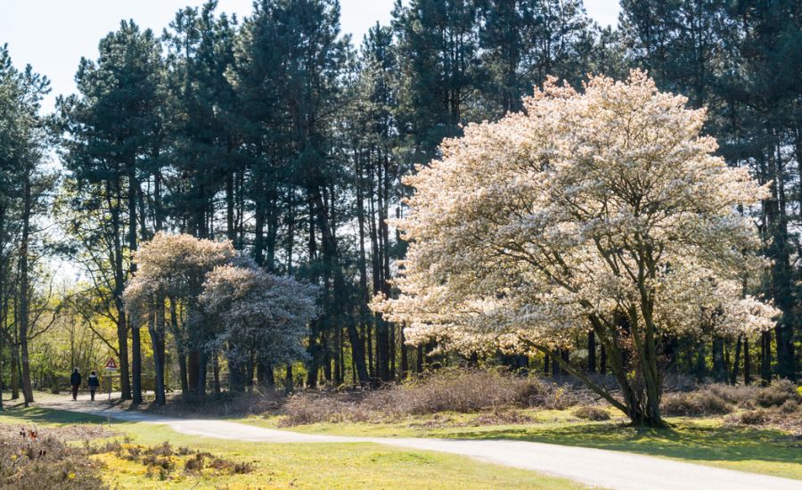 A blooming serviceberry tree in front of mature trees, next to a driveway in Eastern Missouri.