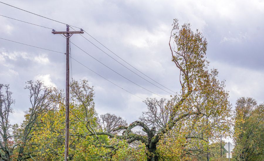 A tree growing too close to power lines that was severely pruned by the utility company.