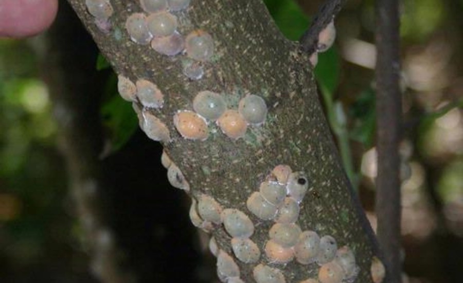 Magnolia scales infesting a branch in St Louis, MO.