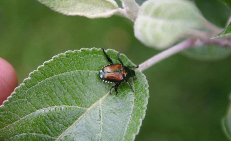 A Japanese beetle on the leaf of a tree in St Charles County, MO.