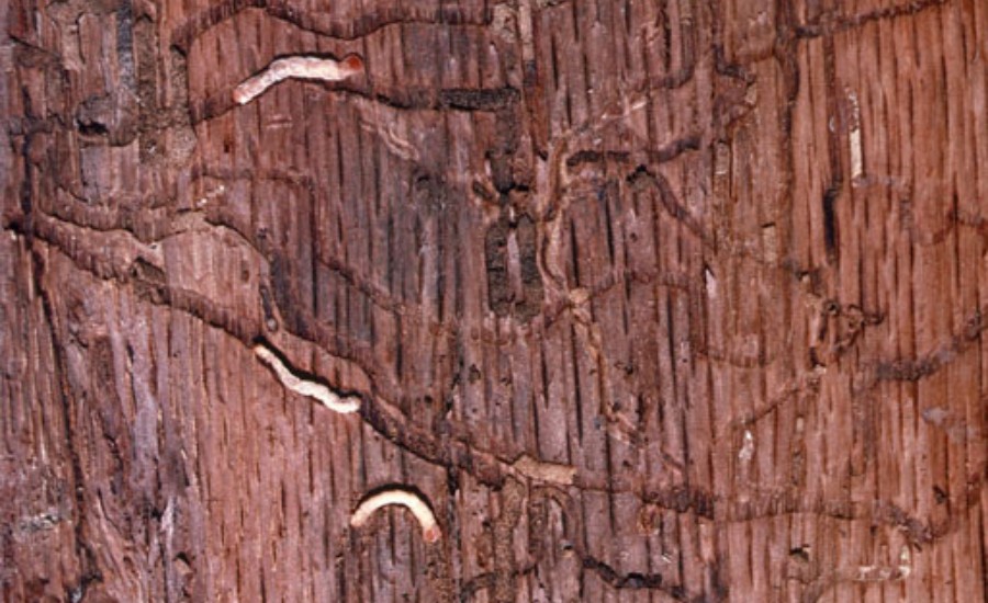 Two-lined chestnut borer larvae feeding on the inner bark of a tree in St Louis.