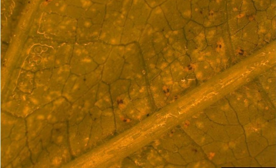 Two-spotted spider mites on the underside of a leaf in St Charles County, MO.