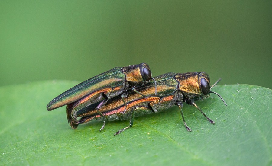 Two adult EAB beetles on a leaf near St Louis, MO.