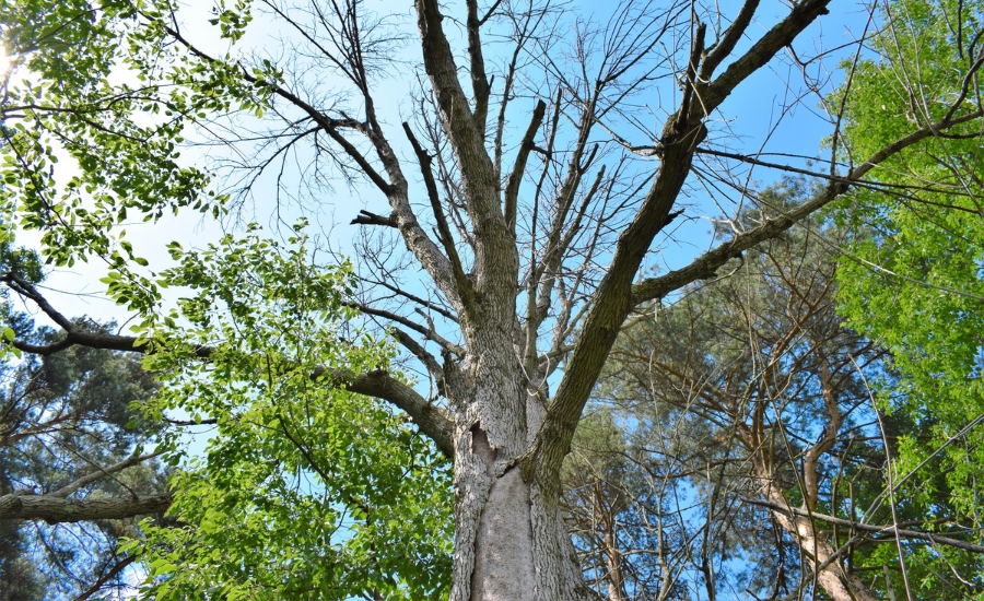 Completely dead ash tree killed by emerald ash borer, illustrating the consequences of infestation and why winter is the safest time for pruning in Missouri.