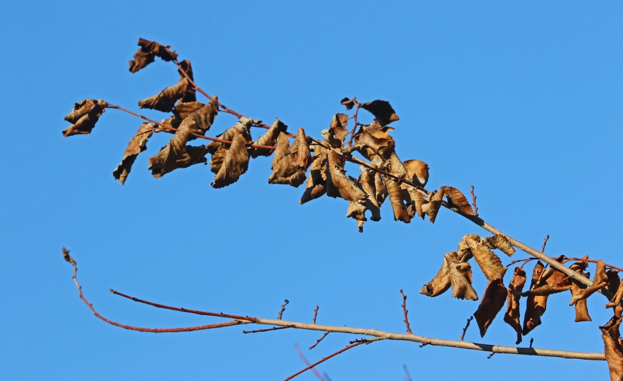 Wilted elm leaves remaining on branch after Dutch elm disease infection, highlighting why winter pruning is important in preventing disease spread in Missouri.
