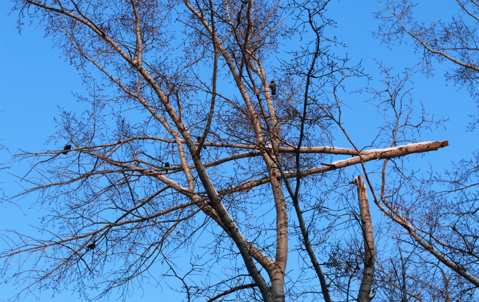 Broken tree branches caught high in the canopy against a clear blue sky, showing storm damage and potential fall hazards.