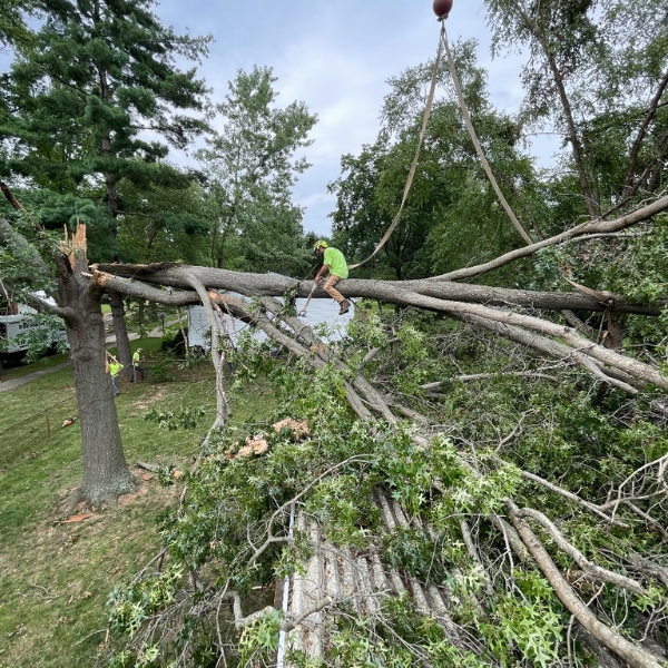 A storm fallen tree is tied up by a tree arborist of Mathias Precision Tree Service at a residence in St. Peters, MO.