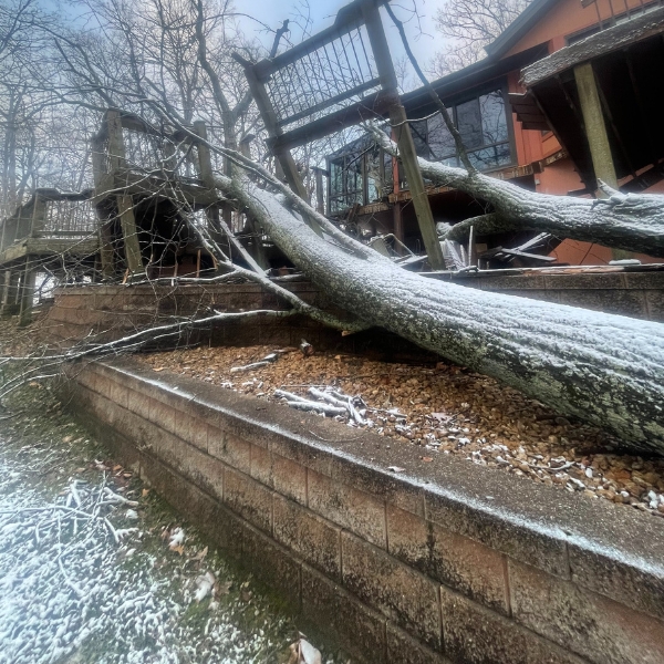 A close up photo of a fallen tree after a snow storm in Missouri.