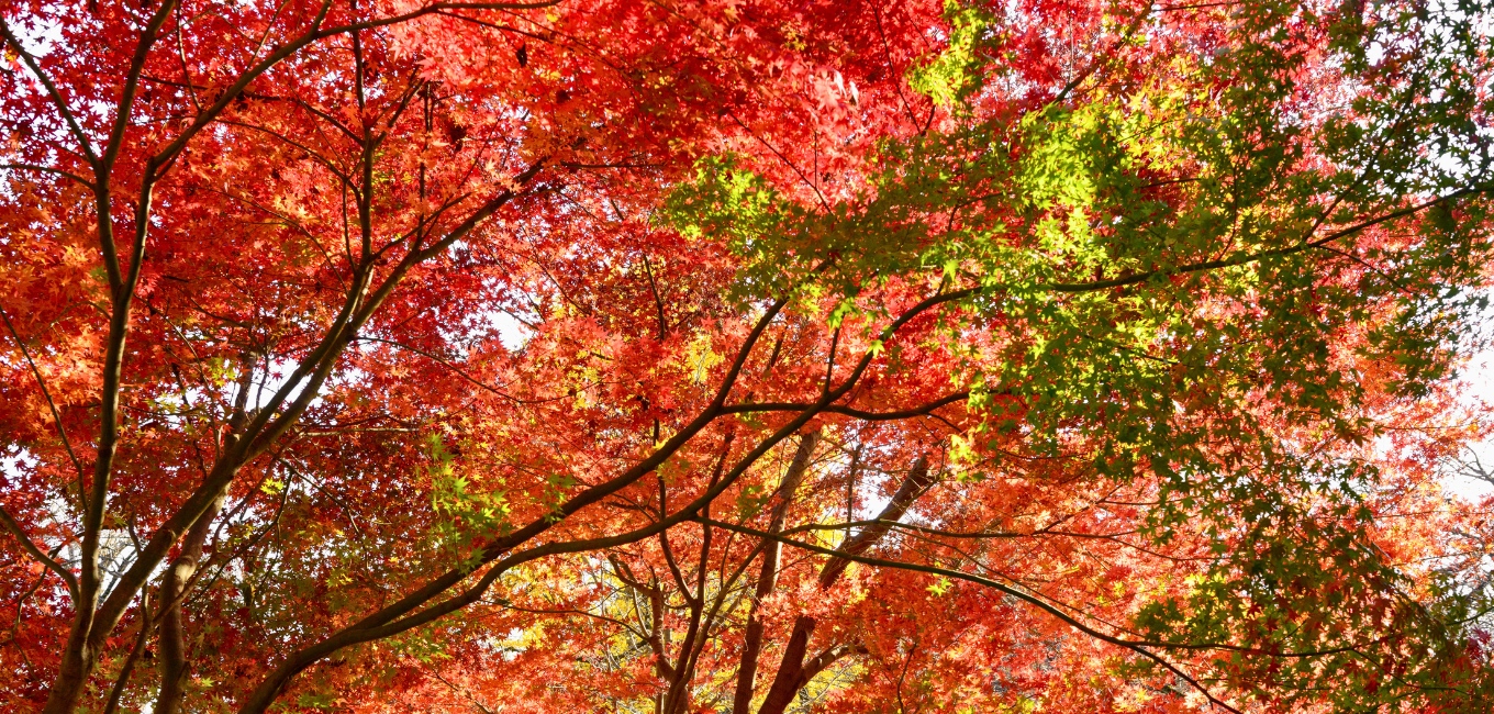 Maple trees with red leaves during fall season
