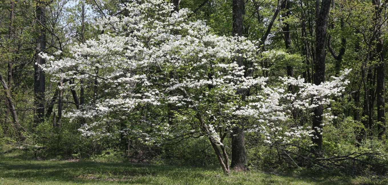 Website-blog-header-spring-dogwood-trees Dogwood tree growing at the edge of a forrest near MO.