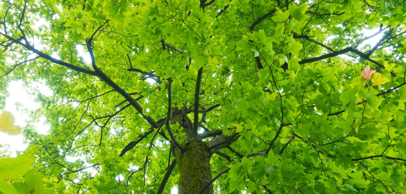Website-blog-header-summer-maple-canopy Canopy of a maple tree during summer