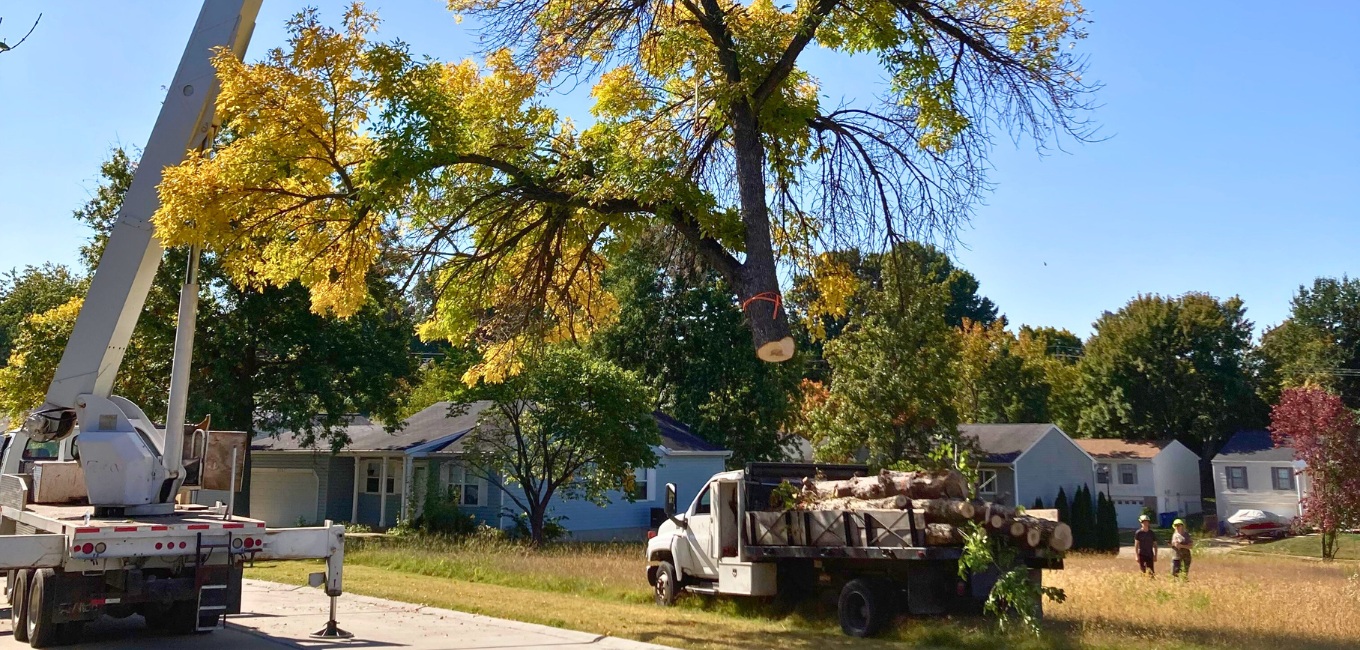 Tree removal with a crane during fall season